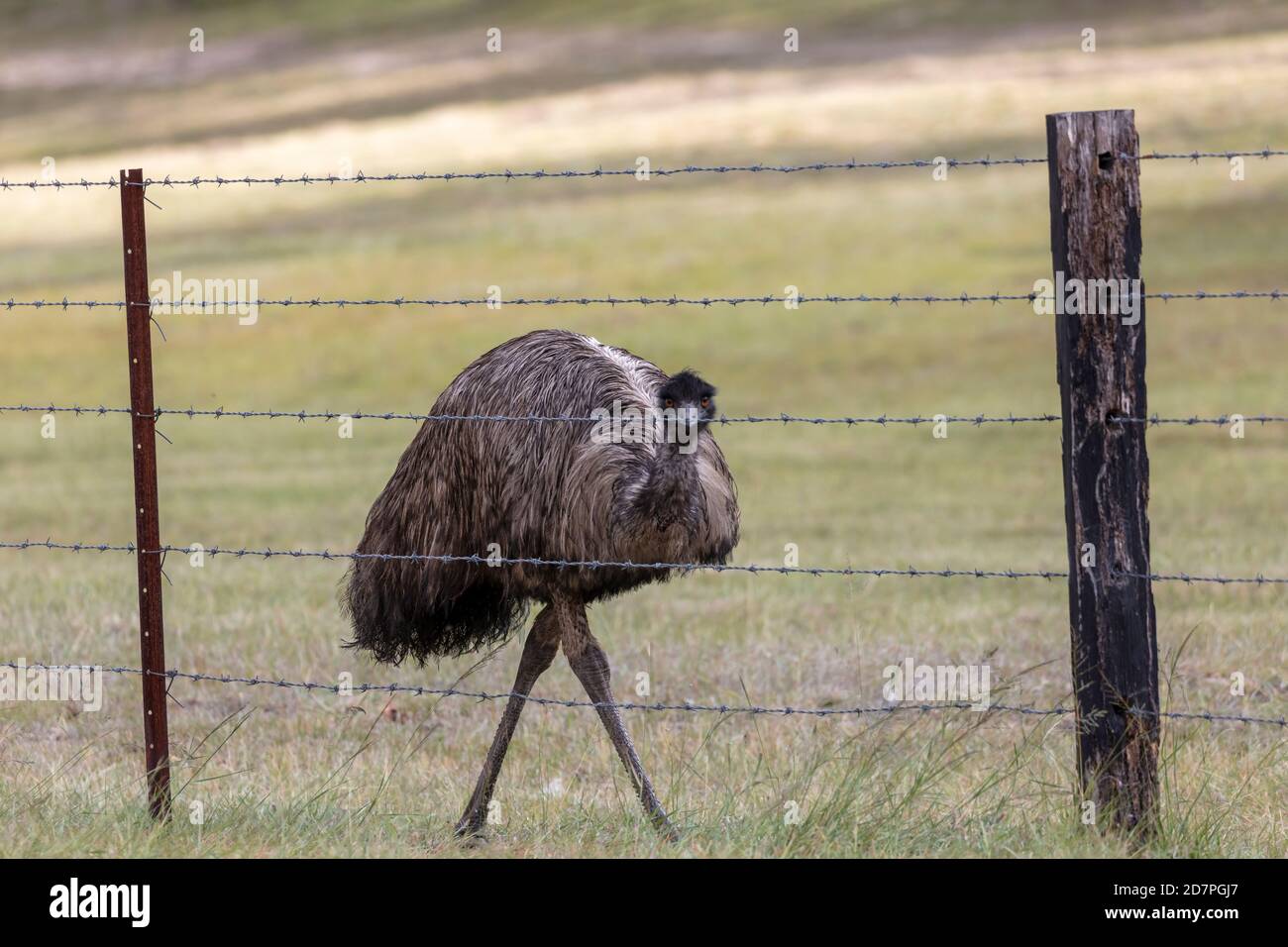 An Australian Emu walking along a barbed wire fence in the outback in  regional Australia Stock Photo - Alamy