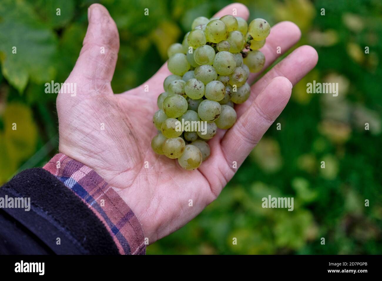 Grape harvest Stock Photo
