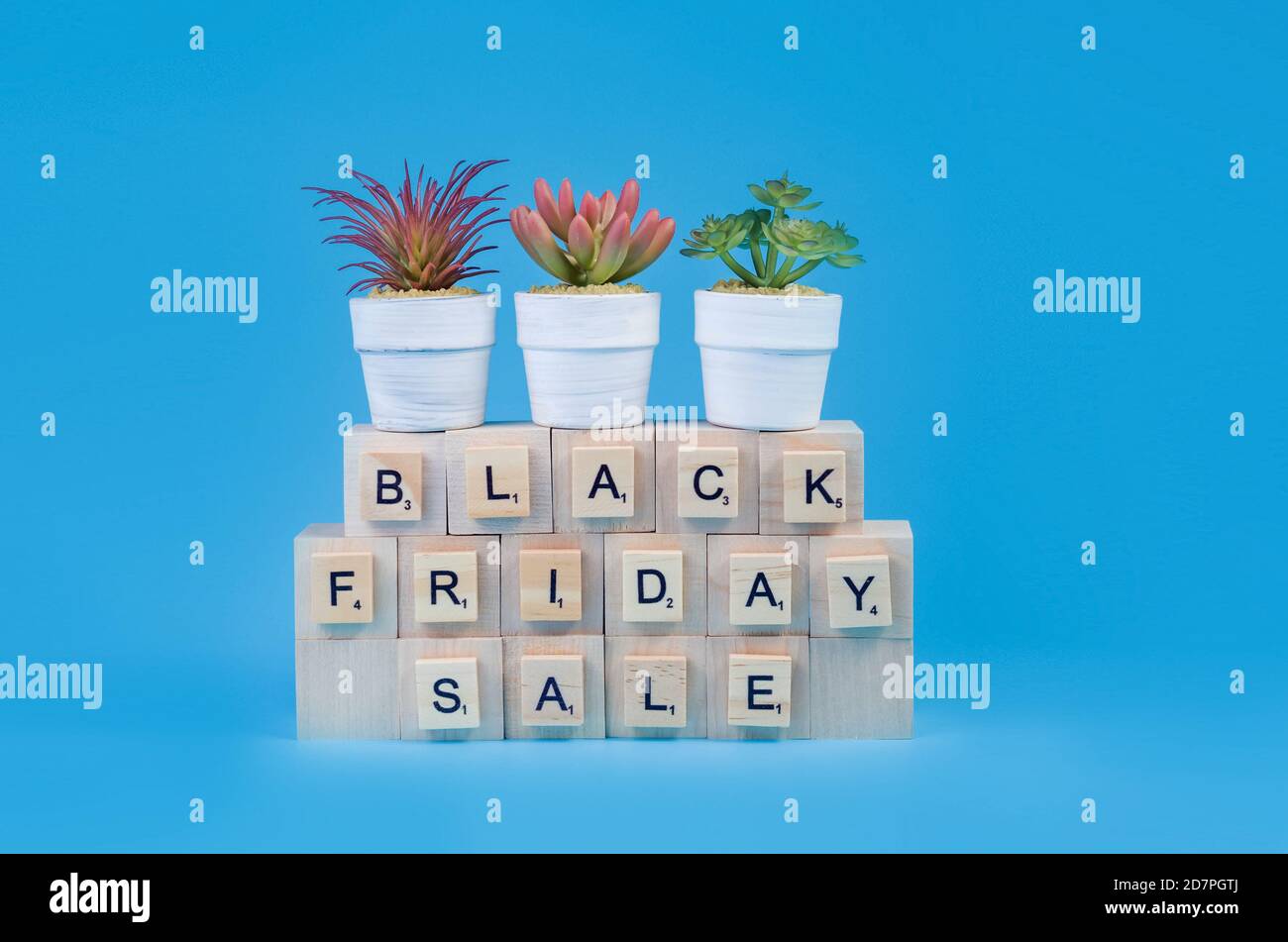 .Black Friday sale concept succulents in small pots and sale letters