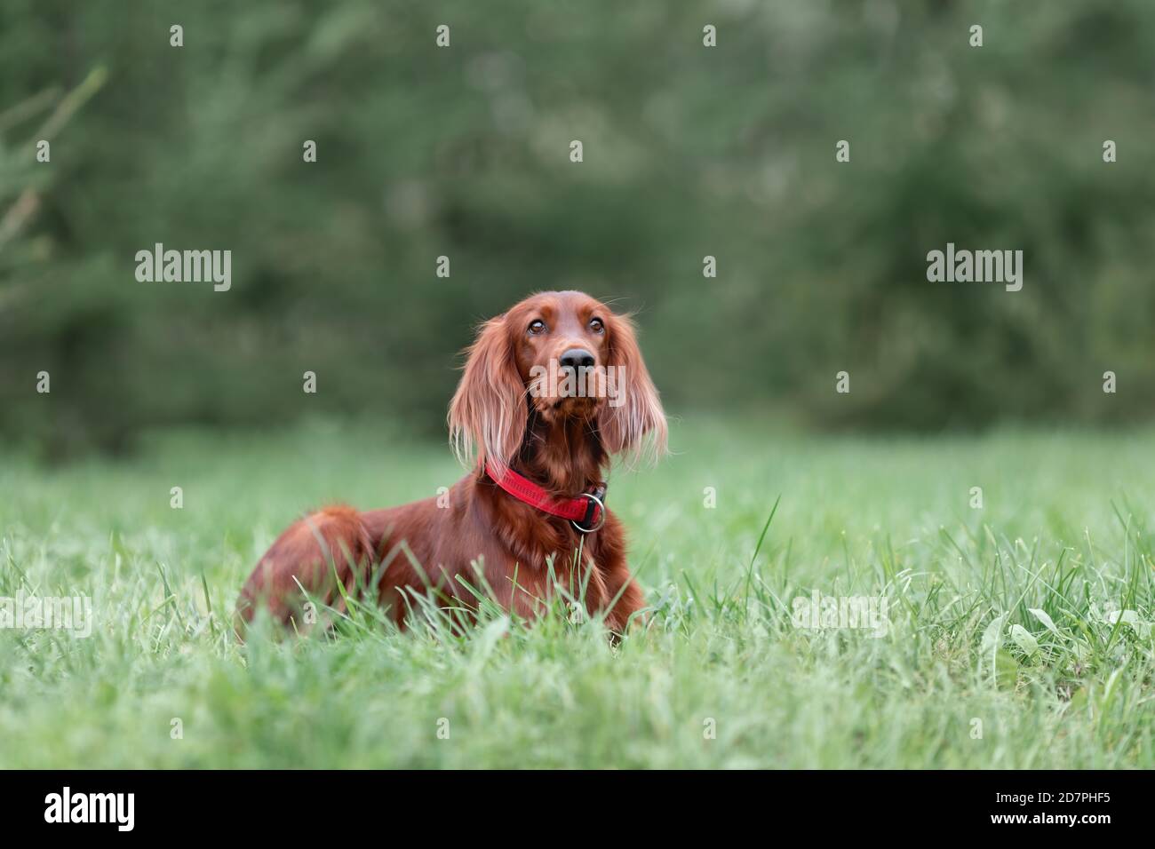 Young irish red setter dog at nature on green grass. Outdoor portrait of pet. Stock Photo