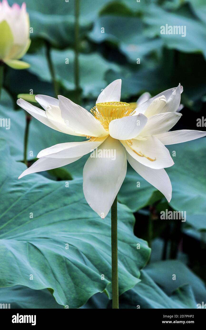 Blooming White Lotus Flower With Big Green Leaves Stock Photo Alamy
