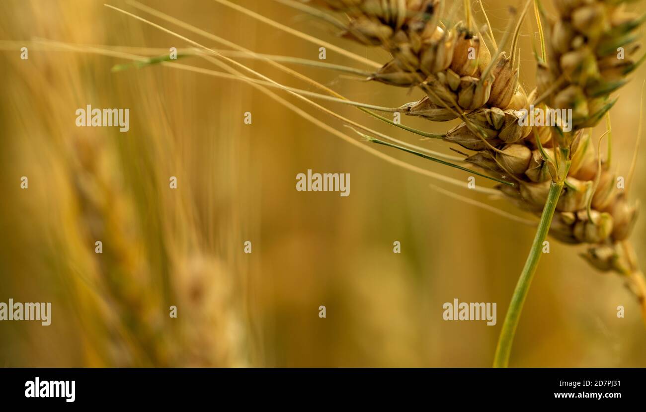 Close up of a wheat in field Stock Photo