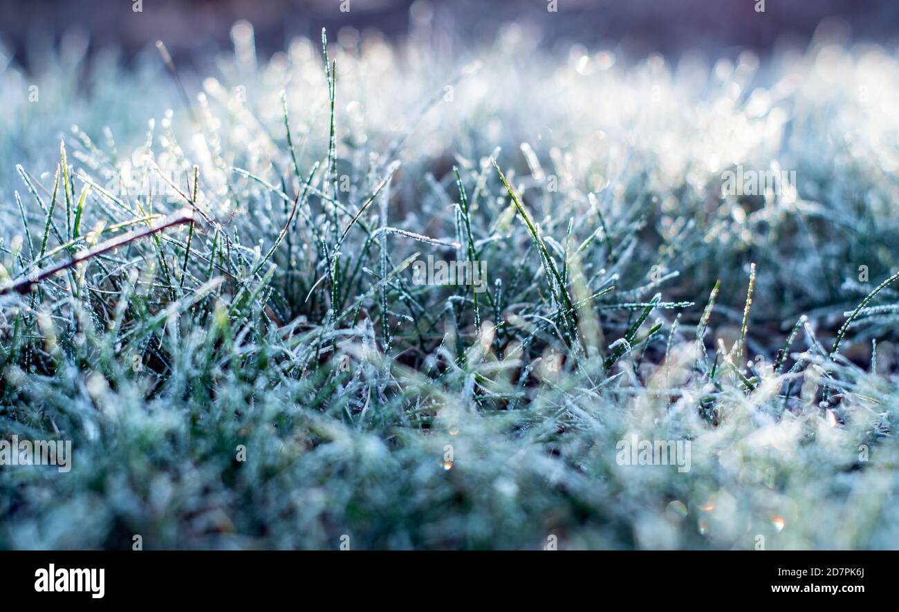 Green grass with morning frost under the sunlight Stock Photo - Alamy