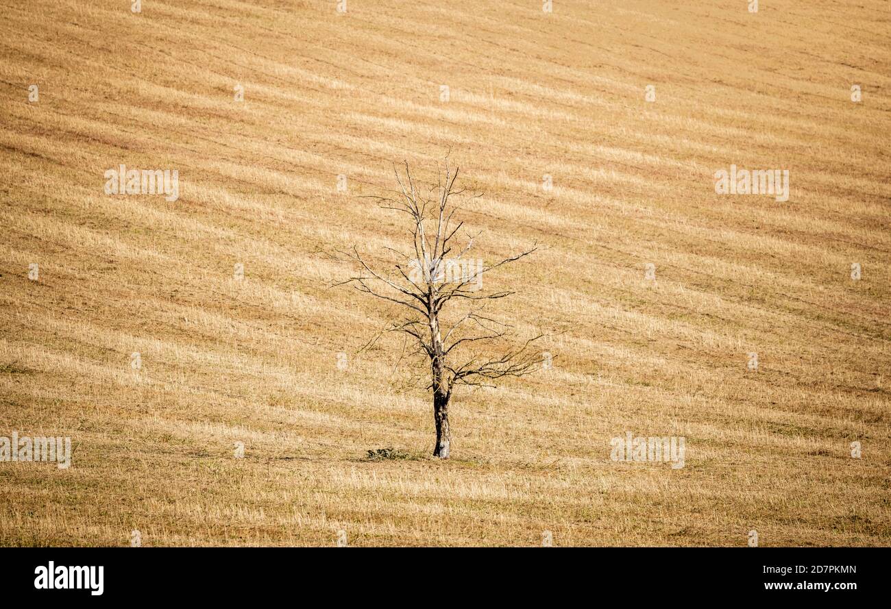 UK climate change concept, dead tree in a dry crop field, UK summer landscape depicting global warming Stock Photo