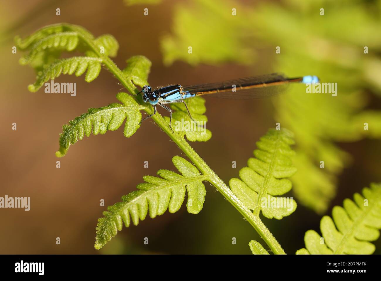 Common Blue-tailed Blue Damselfly resting on a fern frond Stock Photo ...