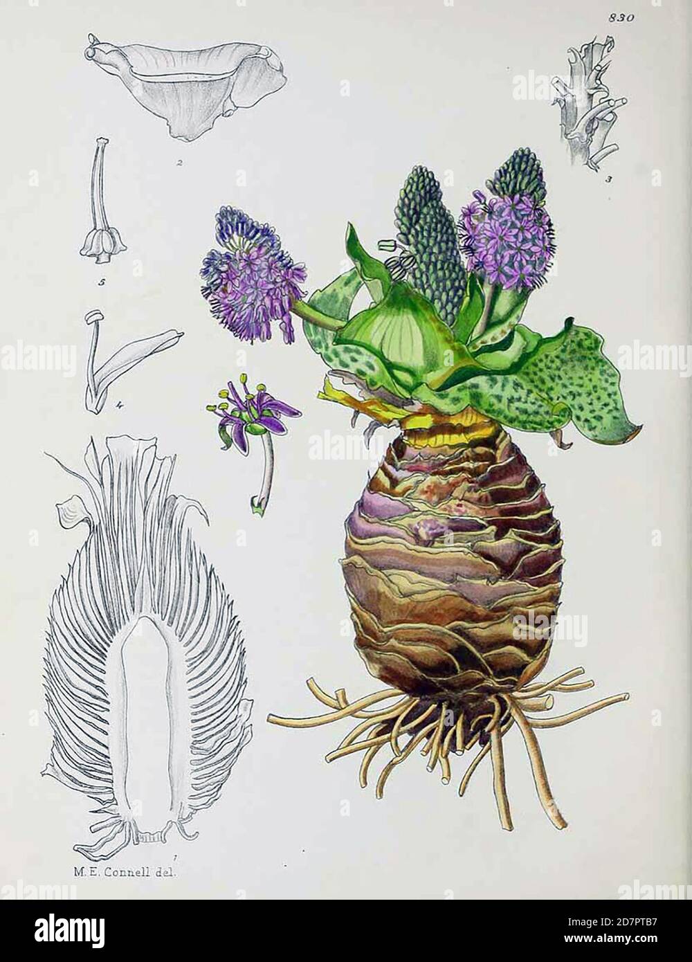 South Africa History:  Ledebouria ovatifolia (Baker) Jessop [as Scilla ovatifolia Baker] - Pole Evans; I.B.; Flowering plants of (South) Africa; vol. 21: t. 830 (1941) [M.E. Connell] ca.  1941 Stock Photo