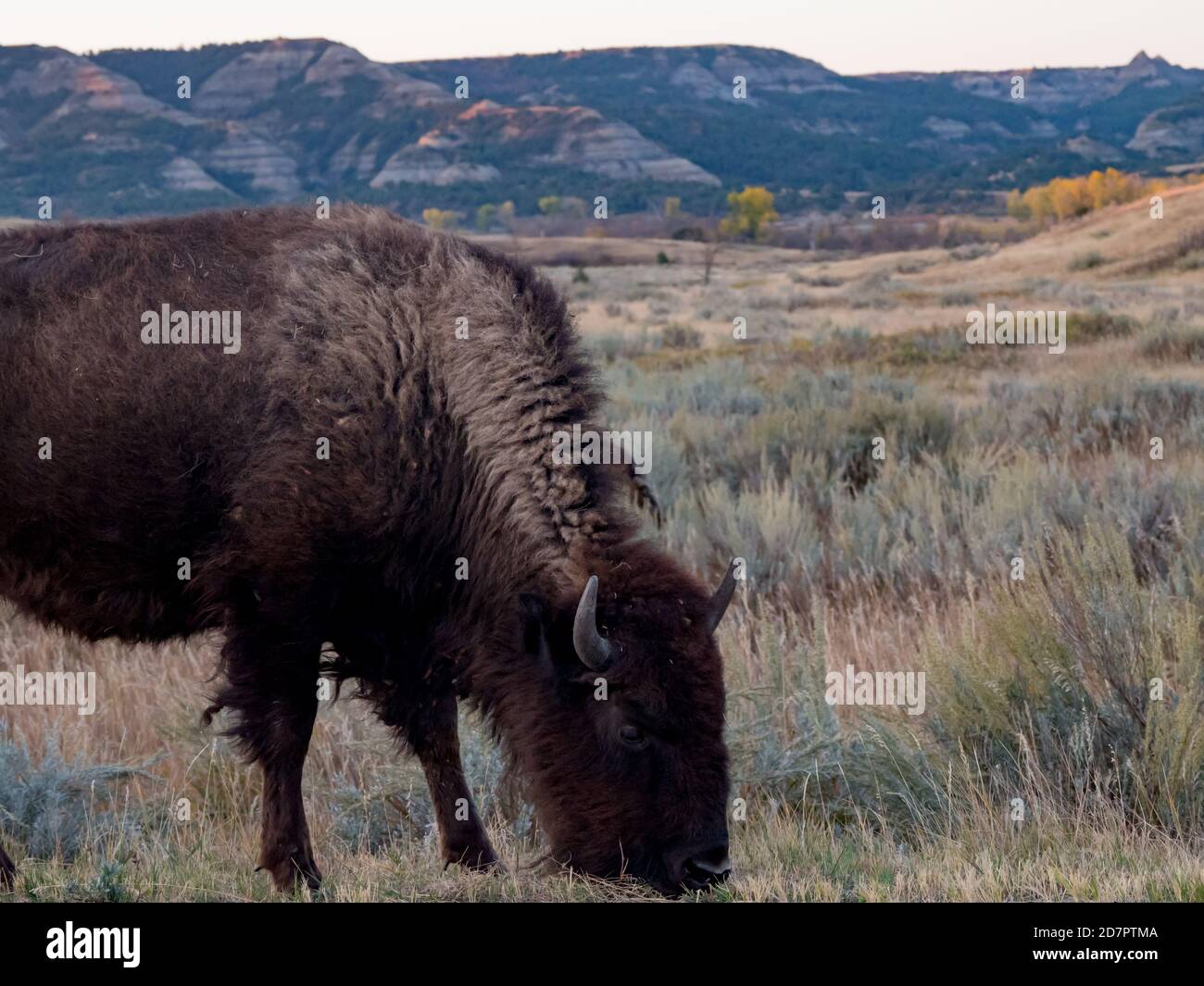 American buffalo or bison, Bison bison, in Theodore Roosevelt National Park, North Dakota, USA Stock Photo