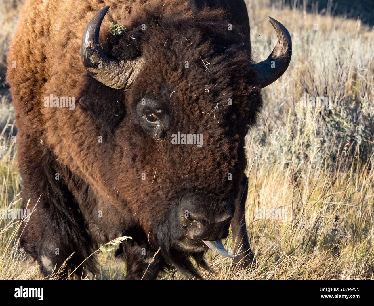 American buffalo or bison, Bison bison, in Theodore Roosevelt National Park, North Dakota, USA Stock Photo