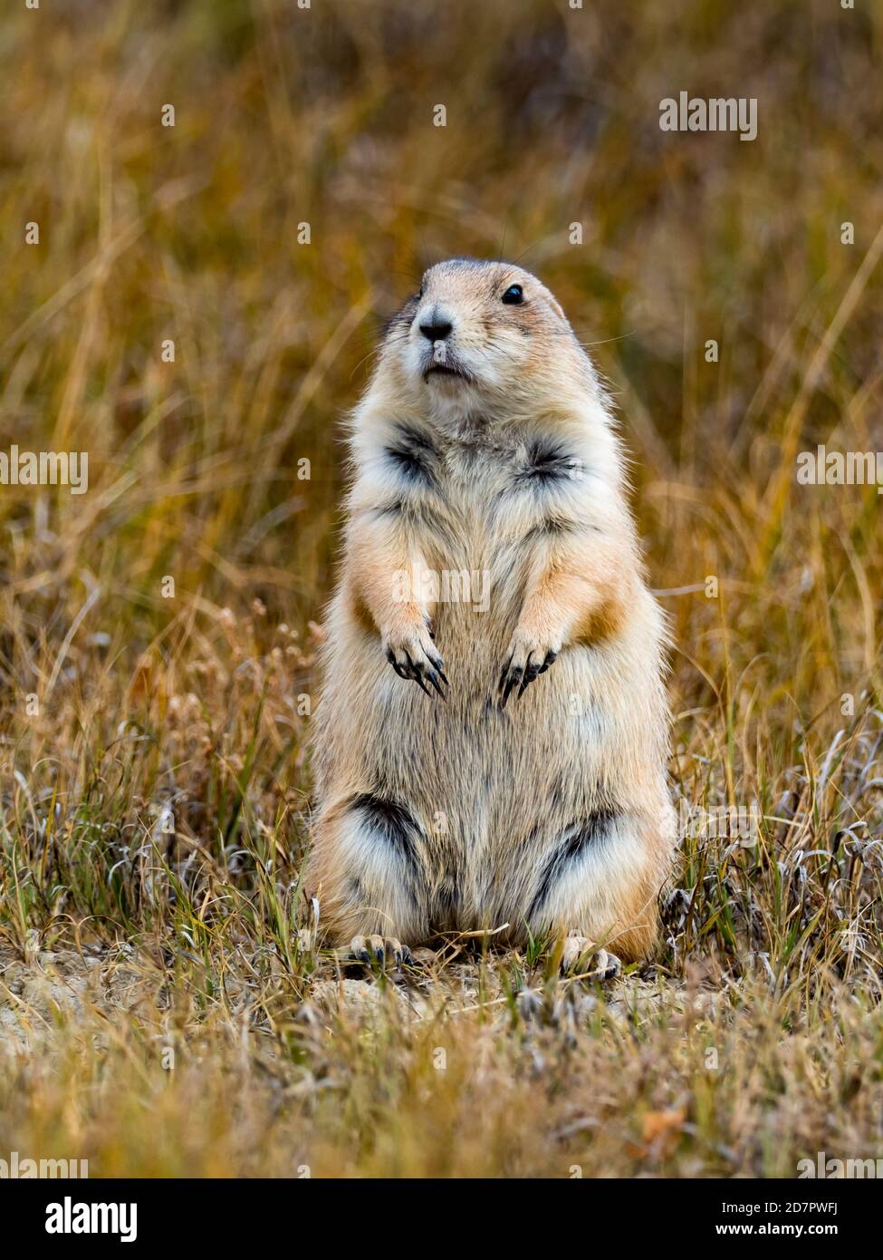 The black-tailed prairie dog, Cynomys ludovicianus, in the badlands of Theodore Roosevelt National Park, North Dakota, USA Stock Photo