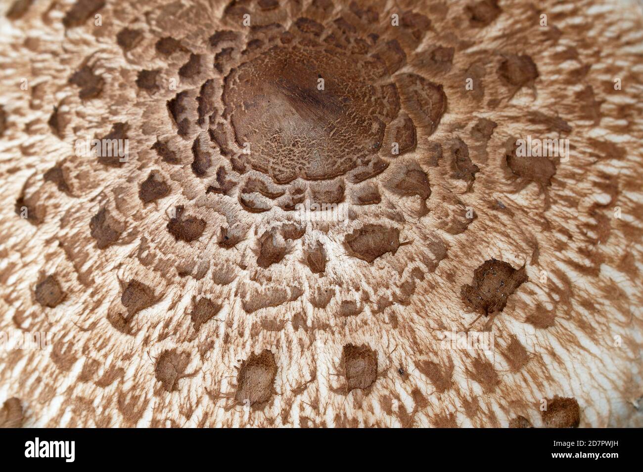 Parasol mushroom (Macrolepiota procera) also parasol mushroom or giant umbrella, hat from above with scale pattern, Schleswig-Holstein, Germany Stock Photo