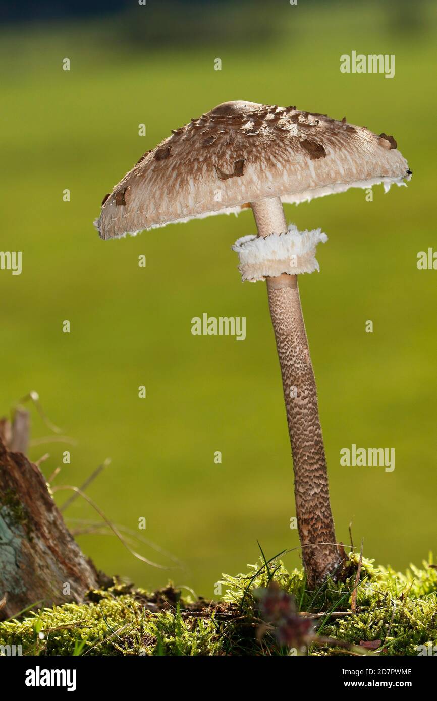 Parasol mushroom (Macrolepiota procera) also parasol mushroom or giant umbrella, Schleswig-Holstein, Germany Stock Photo