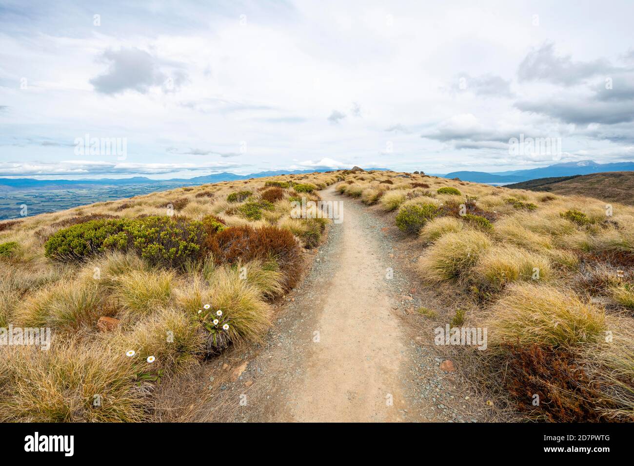 Hiking trail through grassland, Kepler Track, Fiordland National Park, Southland, South Island, New Zealand Stock Photo