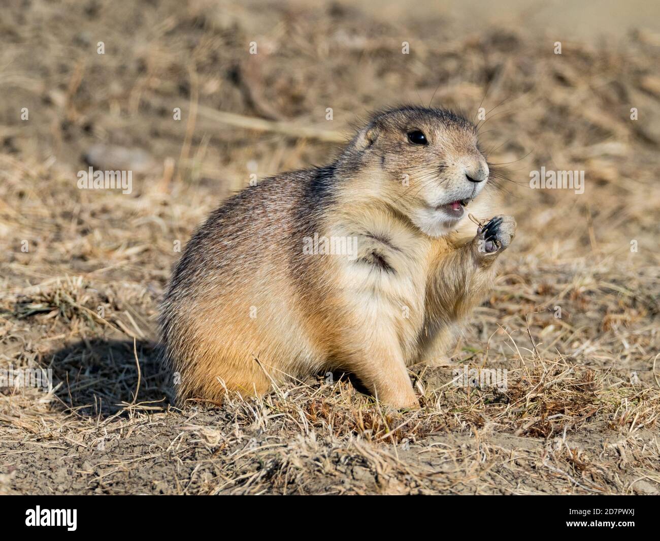 The black-tailed prairie dog, Cynomys ludovicianus, in the badlands of Theodore Roosevelt National Park, North Dakota, USA Stock Photo