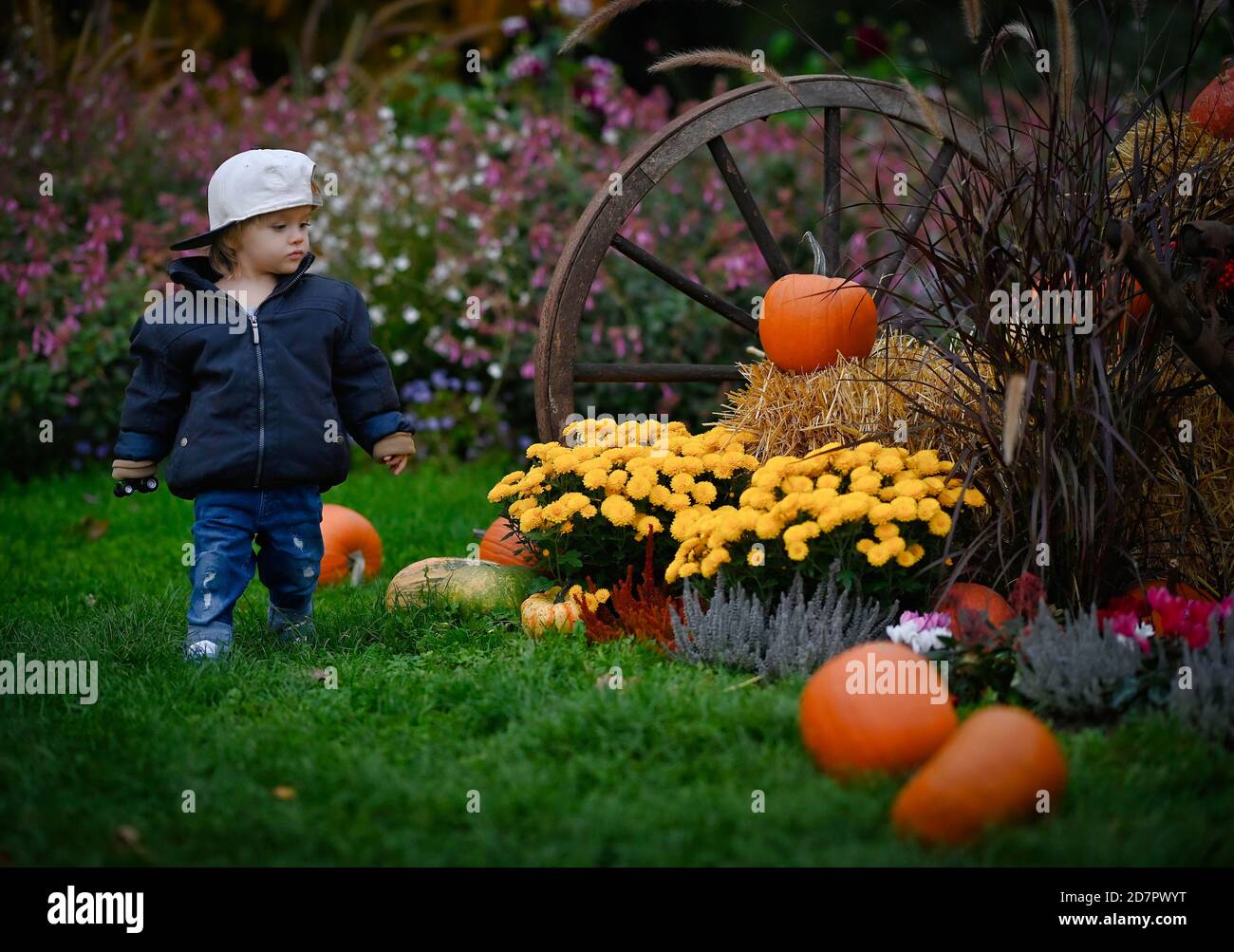 Toddler, boy, 2 years, in front of autumn decoration with pumpkins, Stuttgart, Baden-Wuerttemberg, Germany Stock Photo