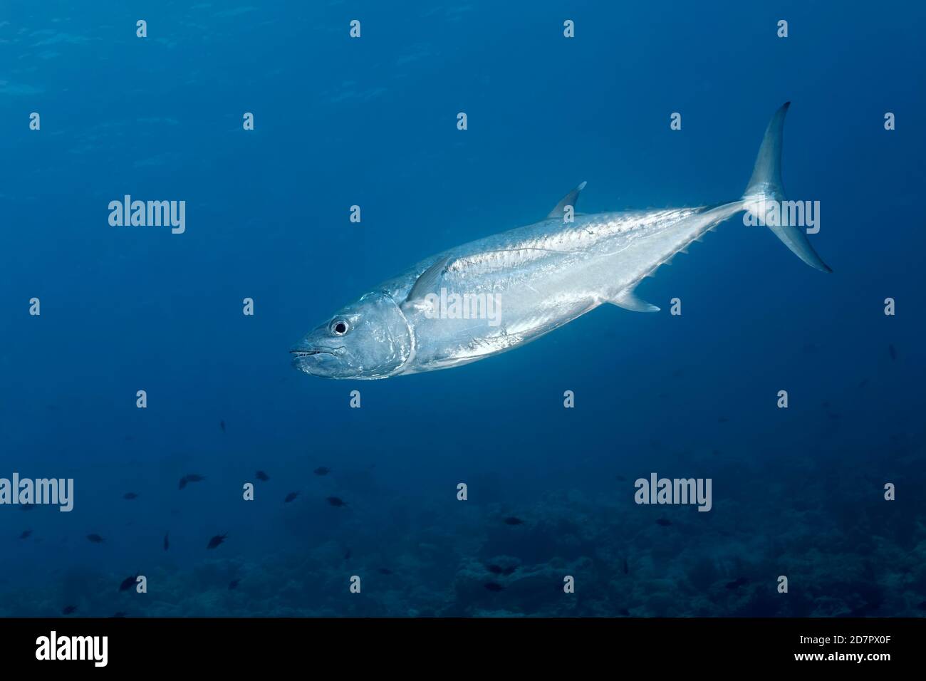 Dogtooth tuna (Gymnosarda unicolor) dog-tooth tuna, swimming over coral reef, Richelieu Rock, Andaman Sea, Mu Ko Similan National Park, Similan Stock Photo