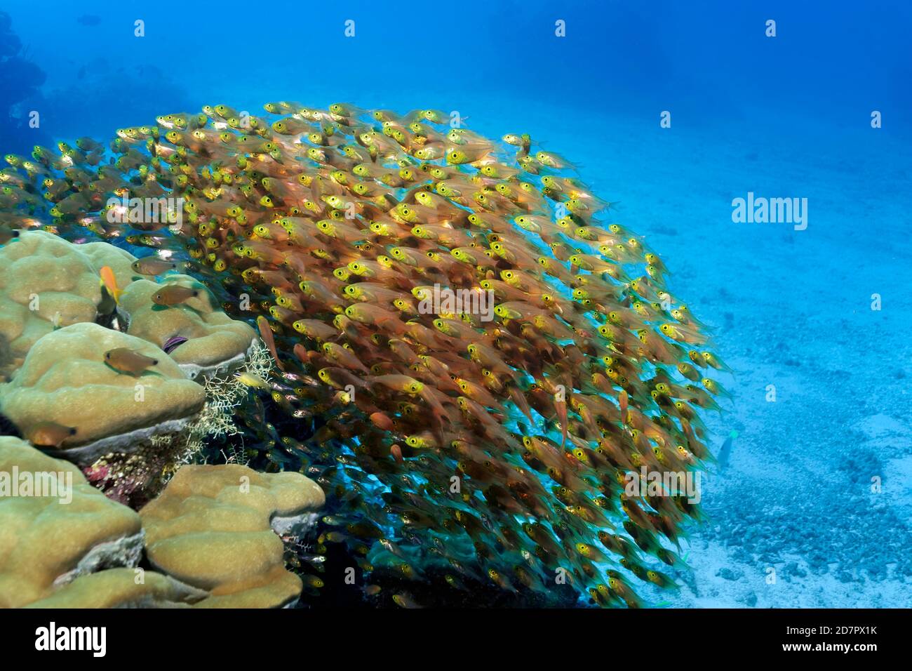 Swarm Pigmy sweeper (Parapriacanthus ransonneti) or gold-glass fish, Andaman Sea, Mu Ko Similan National Park, Similan Islands, Phang Nga Province Stock Photo