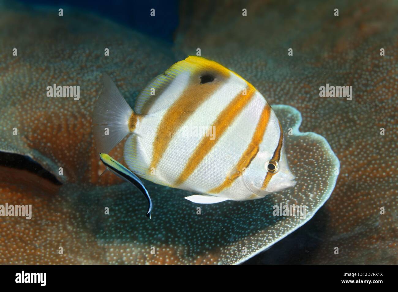 Sixspine butterflyfish (Parachaetodon ocellatus), with cleaner wrasse (Labroides dimidiatus), swimming over Montipora hard coral (Montipora Stock Photo