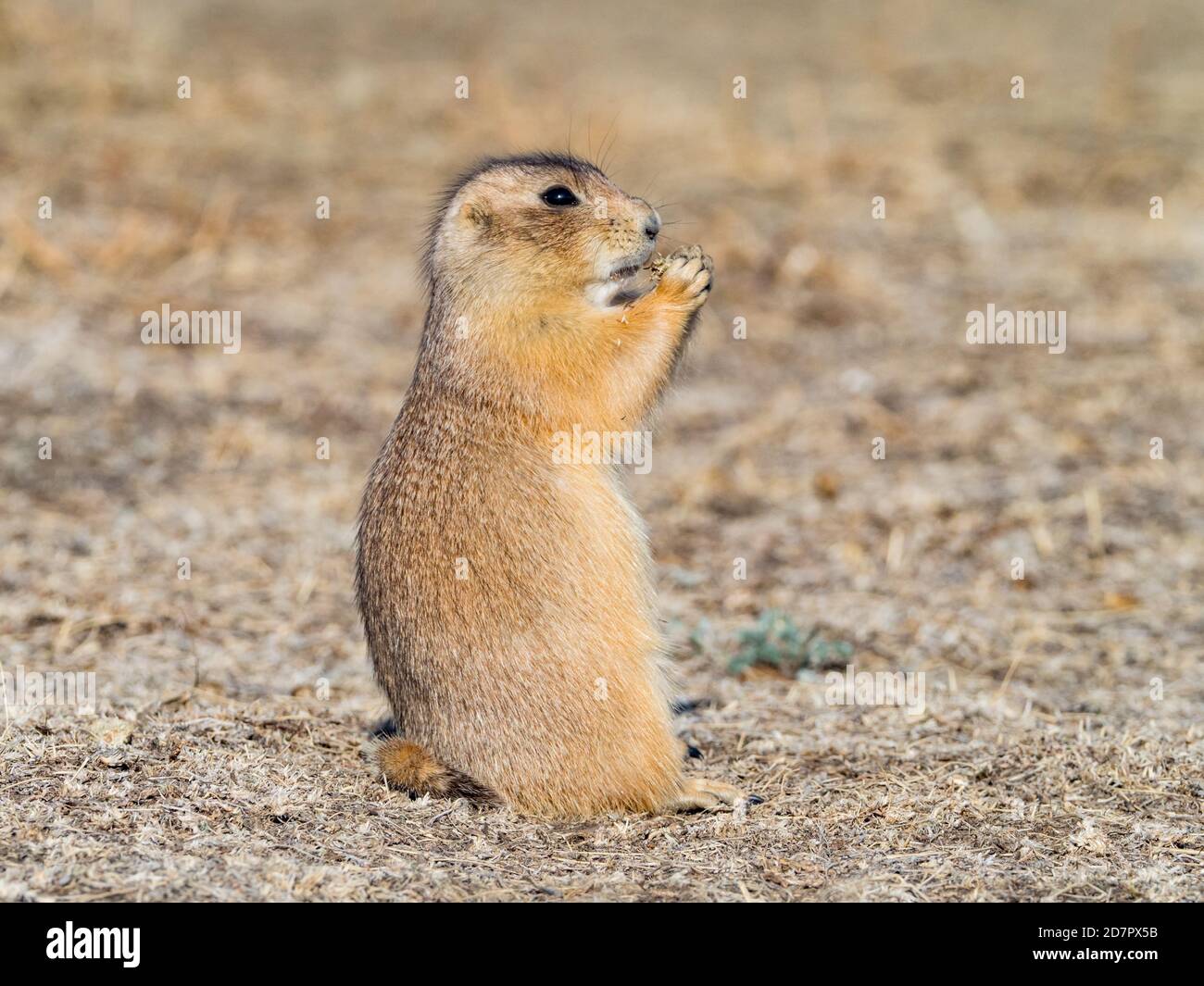 The black-tailed prairie dog, Cynomys ludovicianus, in the badlands of Theodore Roosevelt National Park, North Dakota, USA Stock Photo