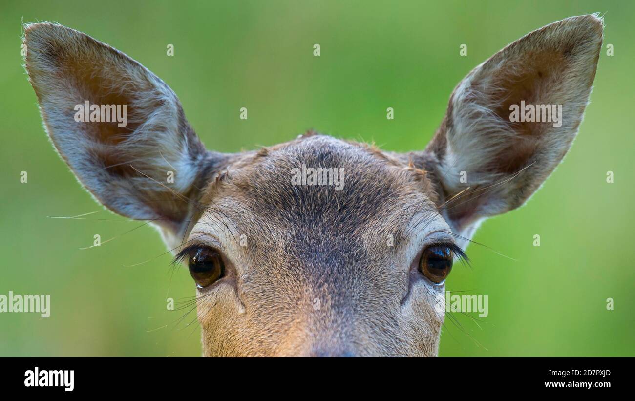Portrait of a Fallow deer ( dama dama) eyes, look, hearing, vigilance, Puttbus, Mecklenburg-Western Pomerania, Germany Stock Photo