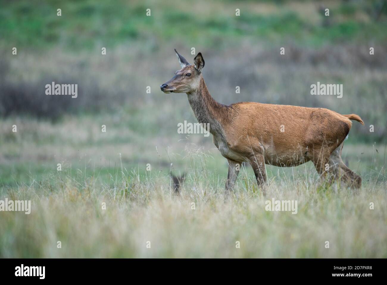 Malamute of the red deer ( Cervus elaphus) Klamptenborg, Copenhagen, Denmark Stock Photo