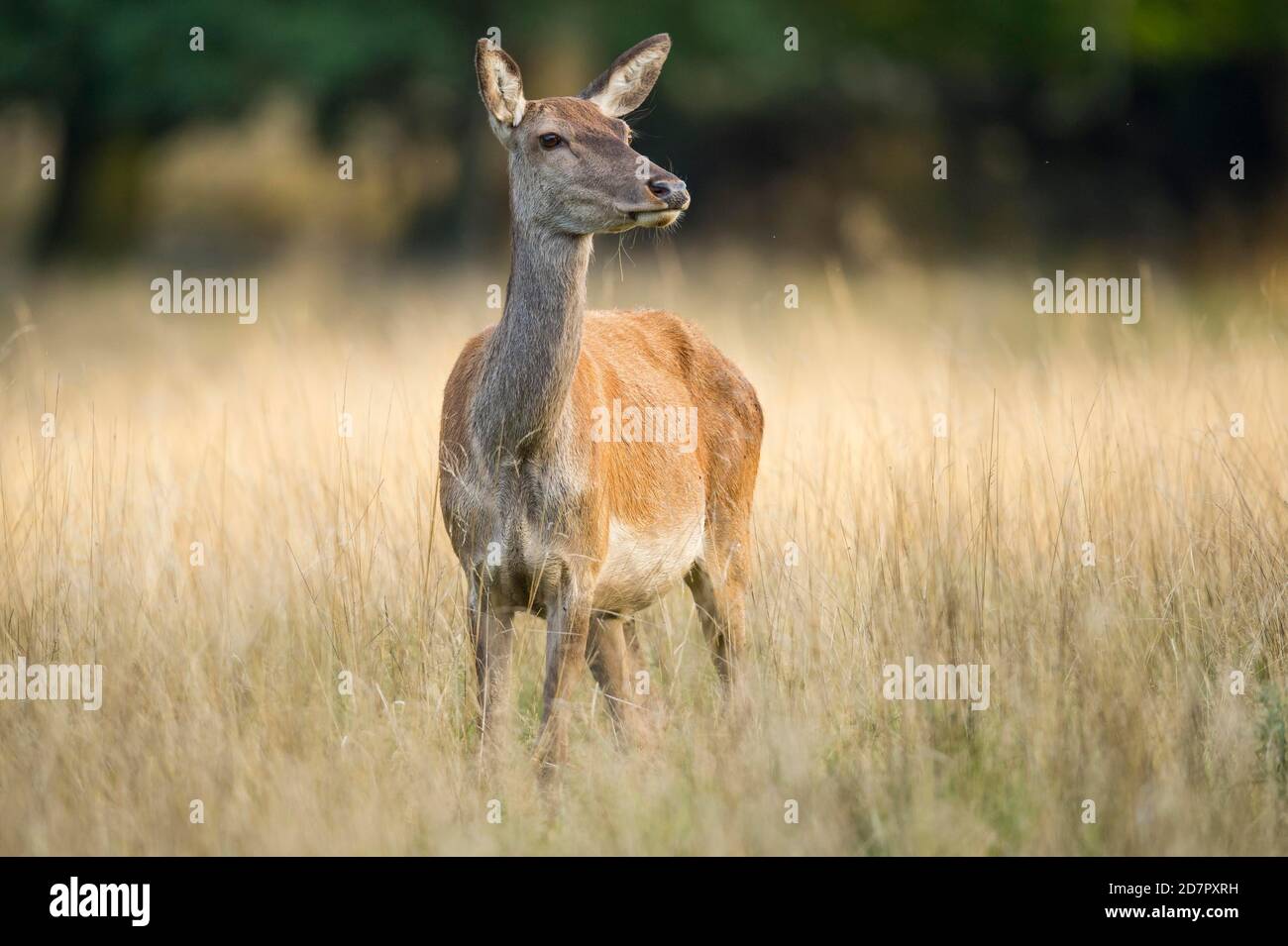 Malamute of the red deer ( Cervus elaphus) Klamptenborg, Copenhagen, Denmark Stock Photo