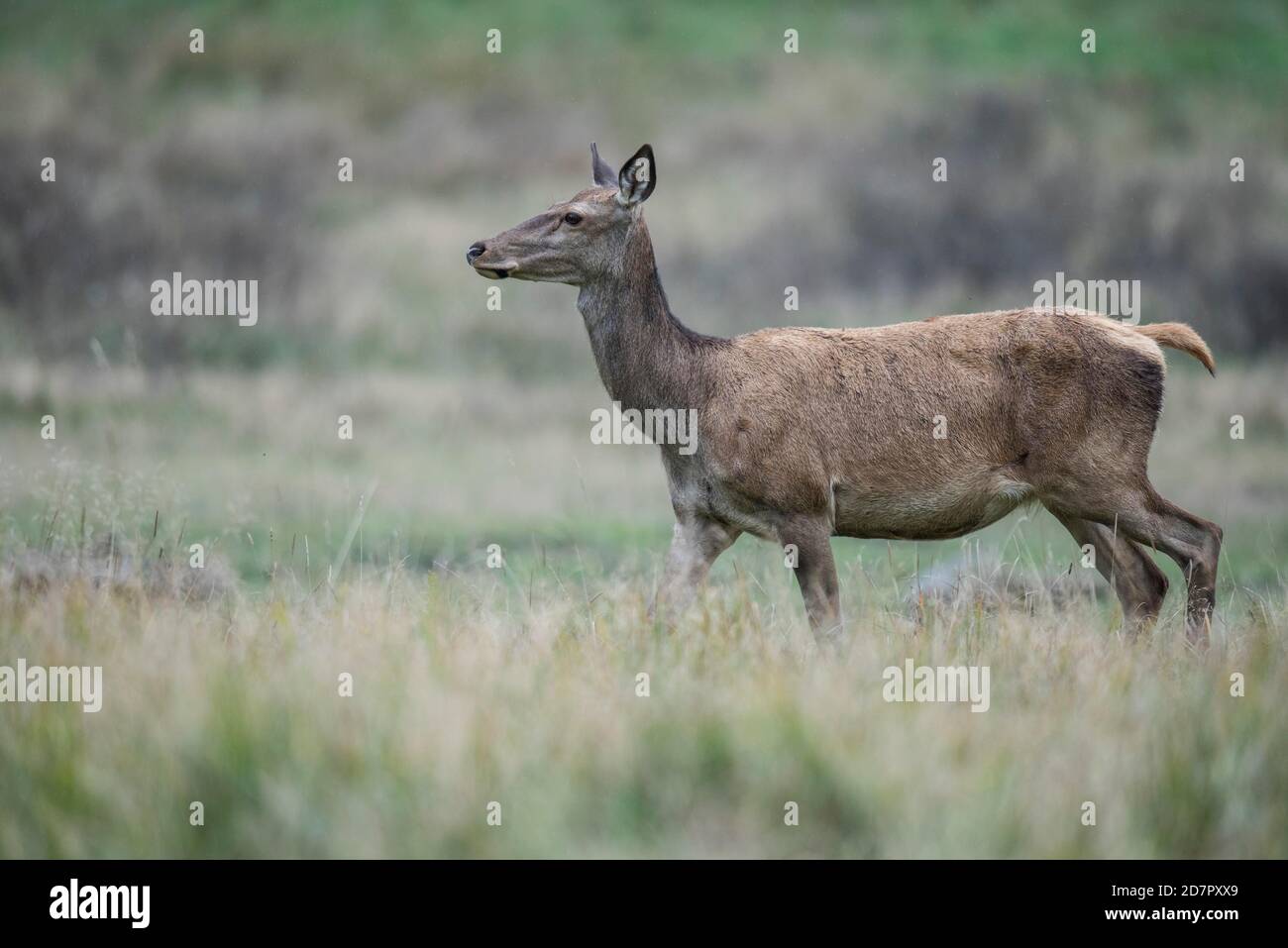 Malamute of the red deer ( Cervus elaphus) Klamptenborg, Copenhagen, Denmark Stock Photo