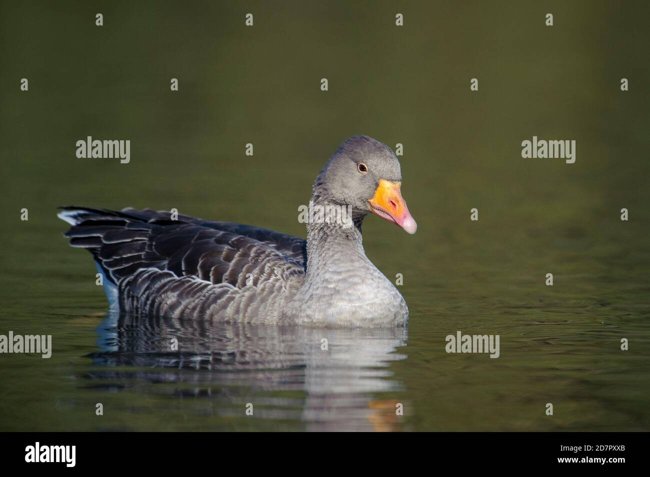 Greylag Goose (Anser anser) swimming, Hollow Ponds, Leytonstone, London , Essex, England Stock Photo