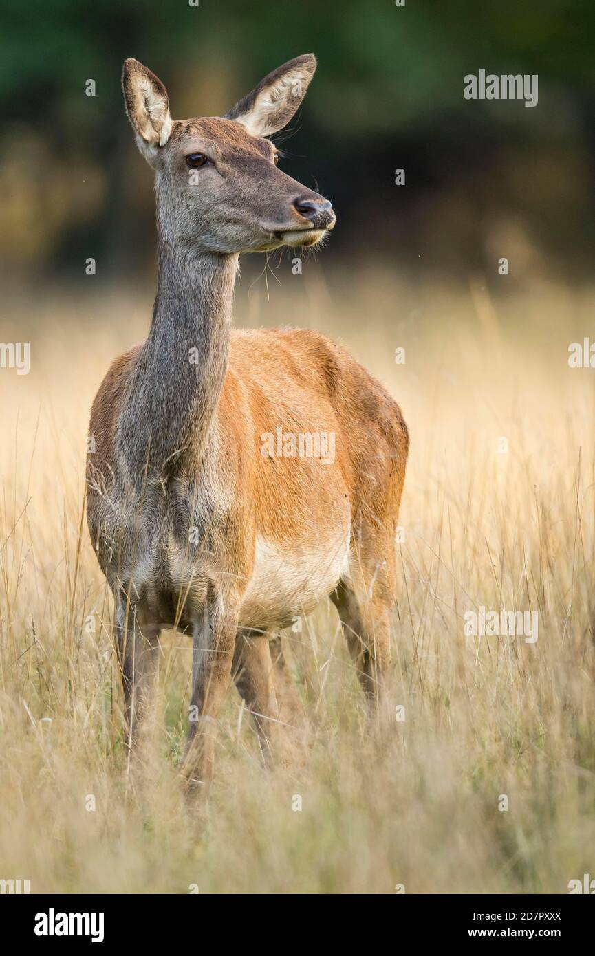 Malamute of the red deer ( Cervus elaphus) Klamptenborg, Copenhagen, Denmark Stock Photo