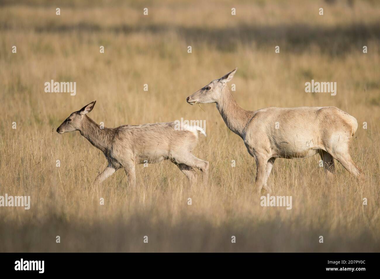 White shellfish and calf of the red deer ( Cervus elaphus) Klamptenborg, Copenhagen, Denmark Stock Photo