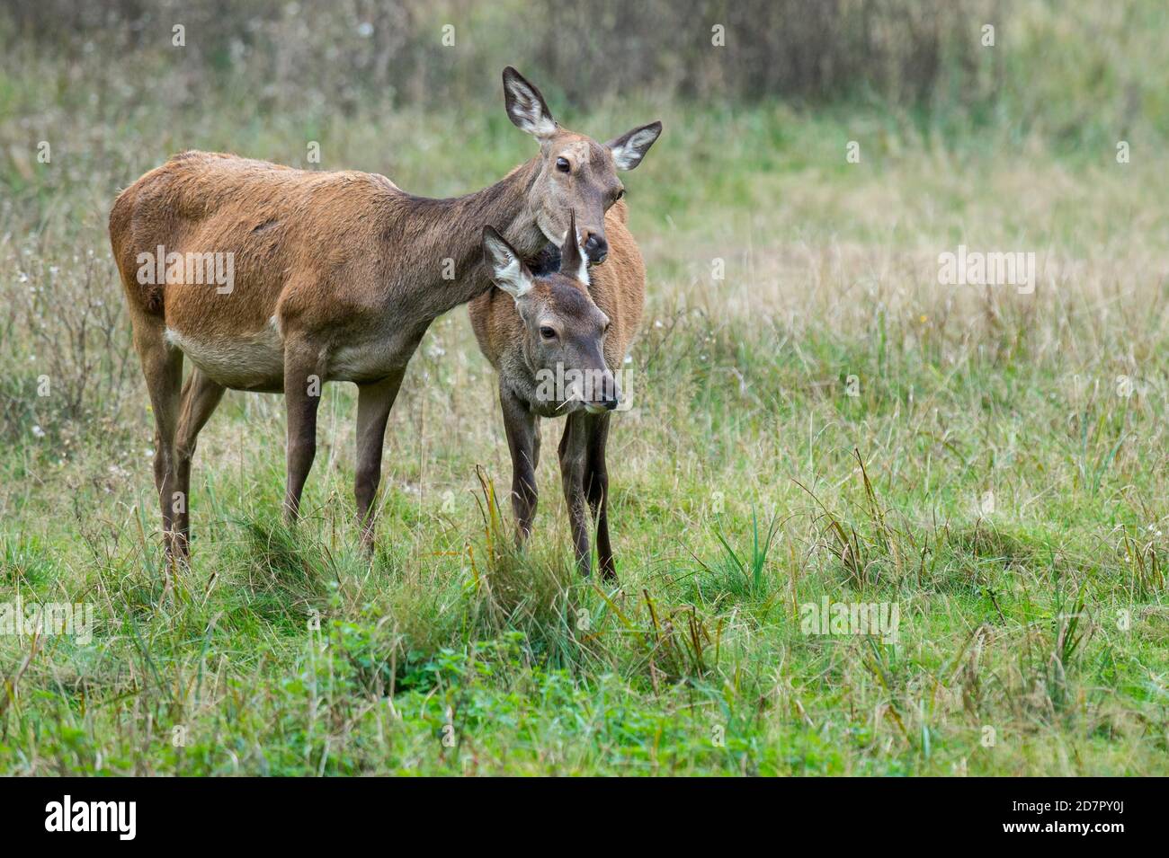 Malamute and calf of red deer ( Cervus elaphus) Klamptenborg, Copenhagen, Denmark Stock Photo