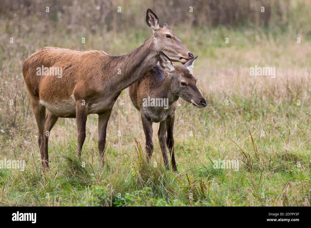 Malamute and calf of red deer ( Cervus elaphus) Klamptenborg, Copenhagen, Denmark Stock Photo