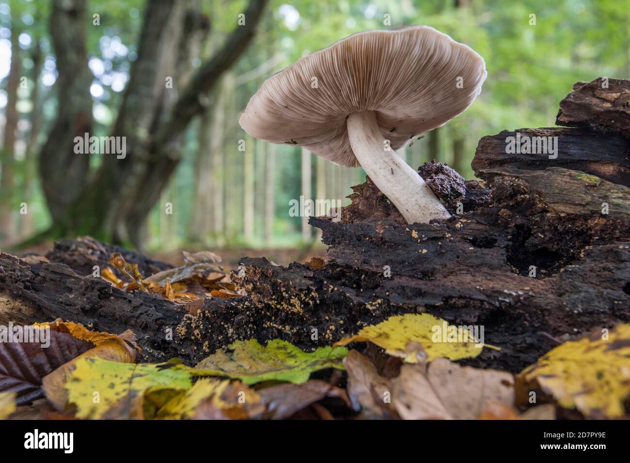 Mushroom in the autumnal primeval forest Baumweg, forest, hat forest, tree, Oldenburger Muensterland, Emstek, Lower Saxony, Germany Stock Photo