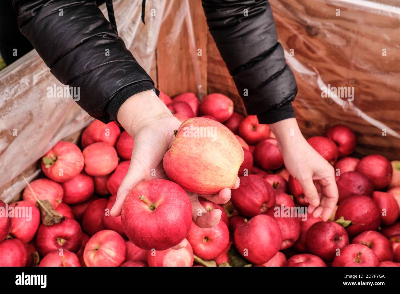 Woman picking up freshly picked gala apples at roadside fruit stand Stock Photo