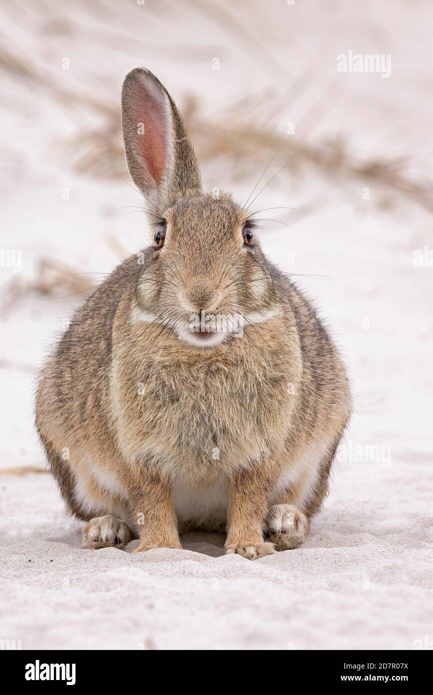 European rabbit (Oryctolagus cuniculus) in the dunes of the Baltic Sea ...