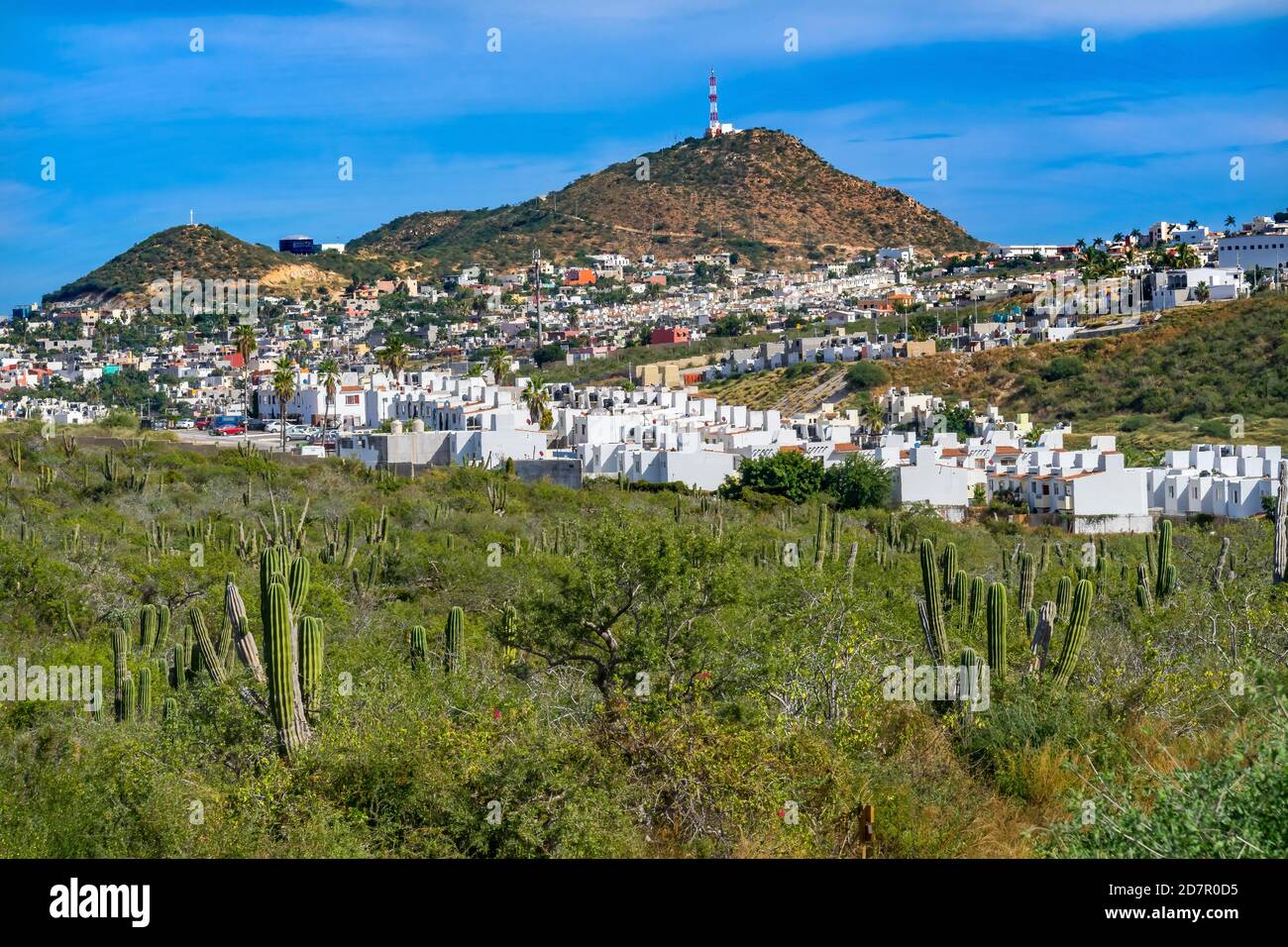 Cactus in cabo san lucas hires stock photography and images Alamy