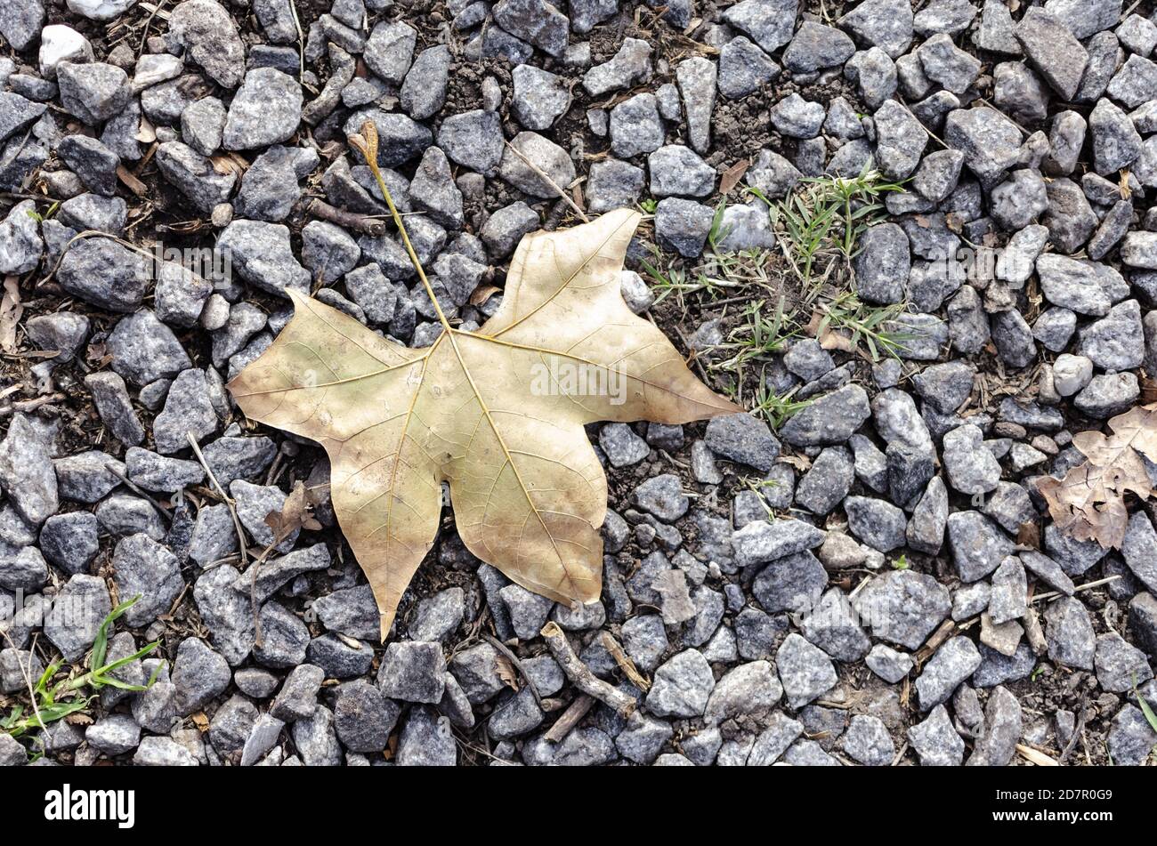 Top view of an autumn maple leaf on the gray stones Stock Photo - Alamy