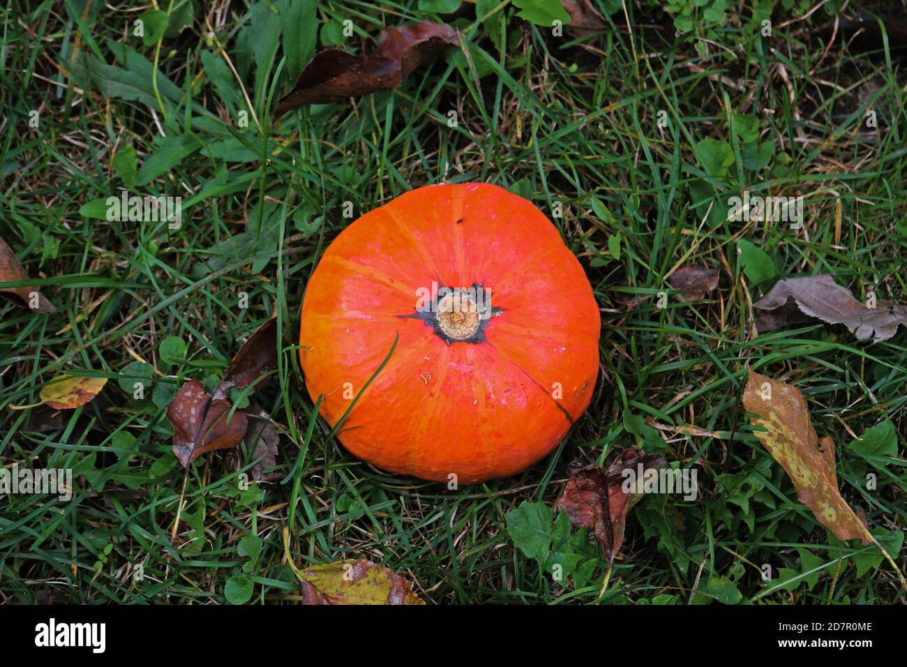 Halloween orange pumpkin in the field Stock Photo