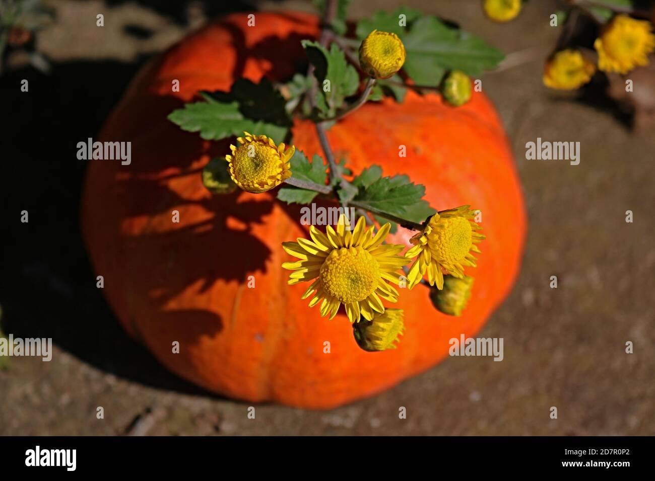 Yellow flowers and orange pumpkin Stock Photo