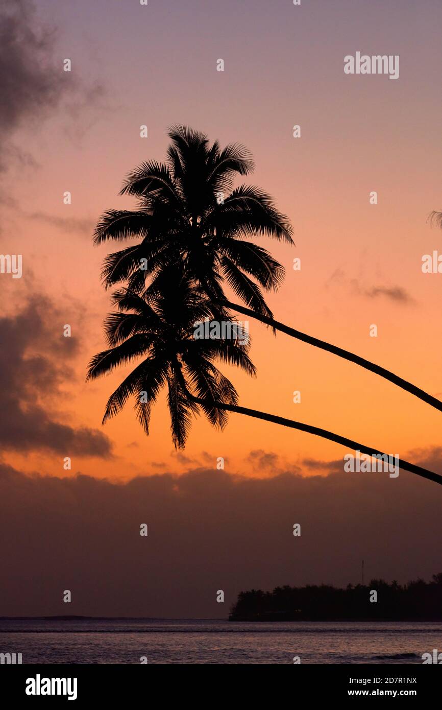 Sunset over coconut palm trees and Pacific Ocean, Rarotonga, Cook Islands, South Pacific Stock Photo
