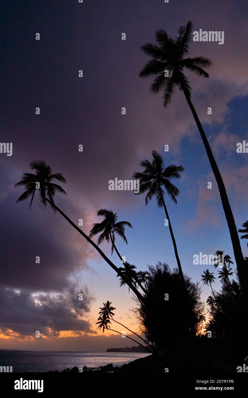 Sunset with coconut palm trees hi-res stock photography and images - Alamy
