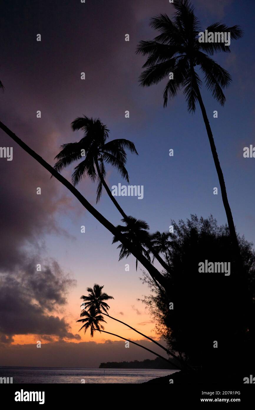 Sunset over coconut palm trees and Pacific Ocean, Rarotonga, Cook Islands, South Pacific Stock Photo