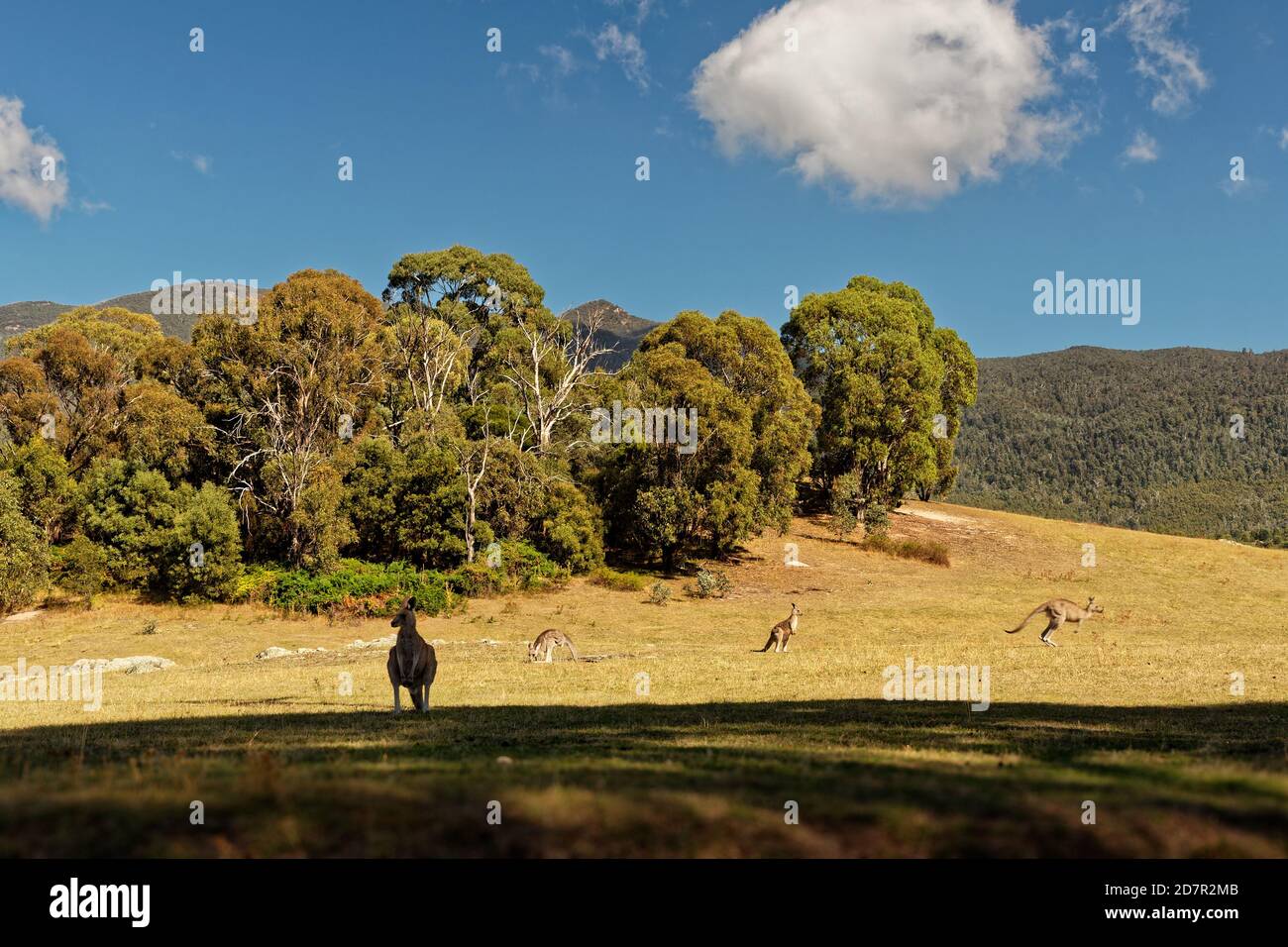Landscape in Australia with kangaroos and wallaby, Tidbinbilla Nature Reserve, fringe of Namadgi National Park, consists of large valley floor, the Ti Stock Photo