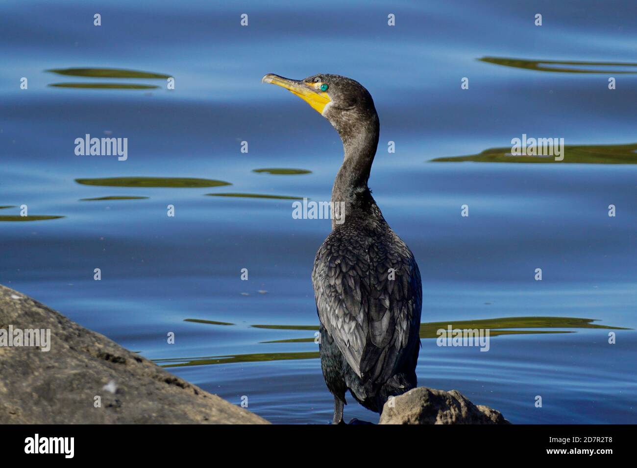 Green-eyed Cormorant by the water Stock Photo