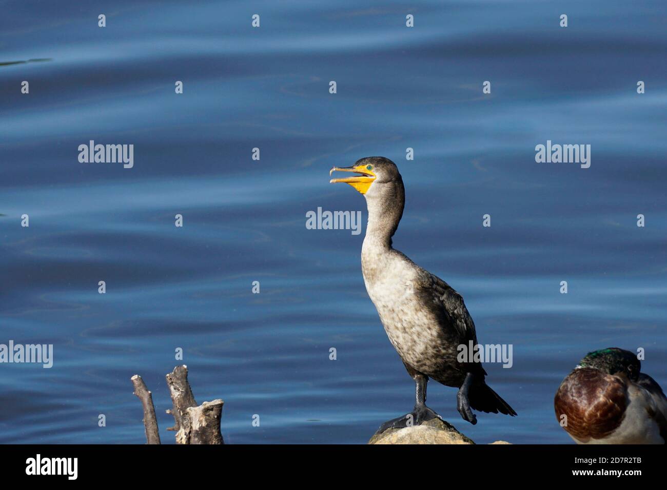 Juvenile Double-Crested Cormorant at the water's edge Stock Photo