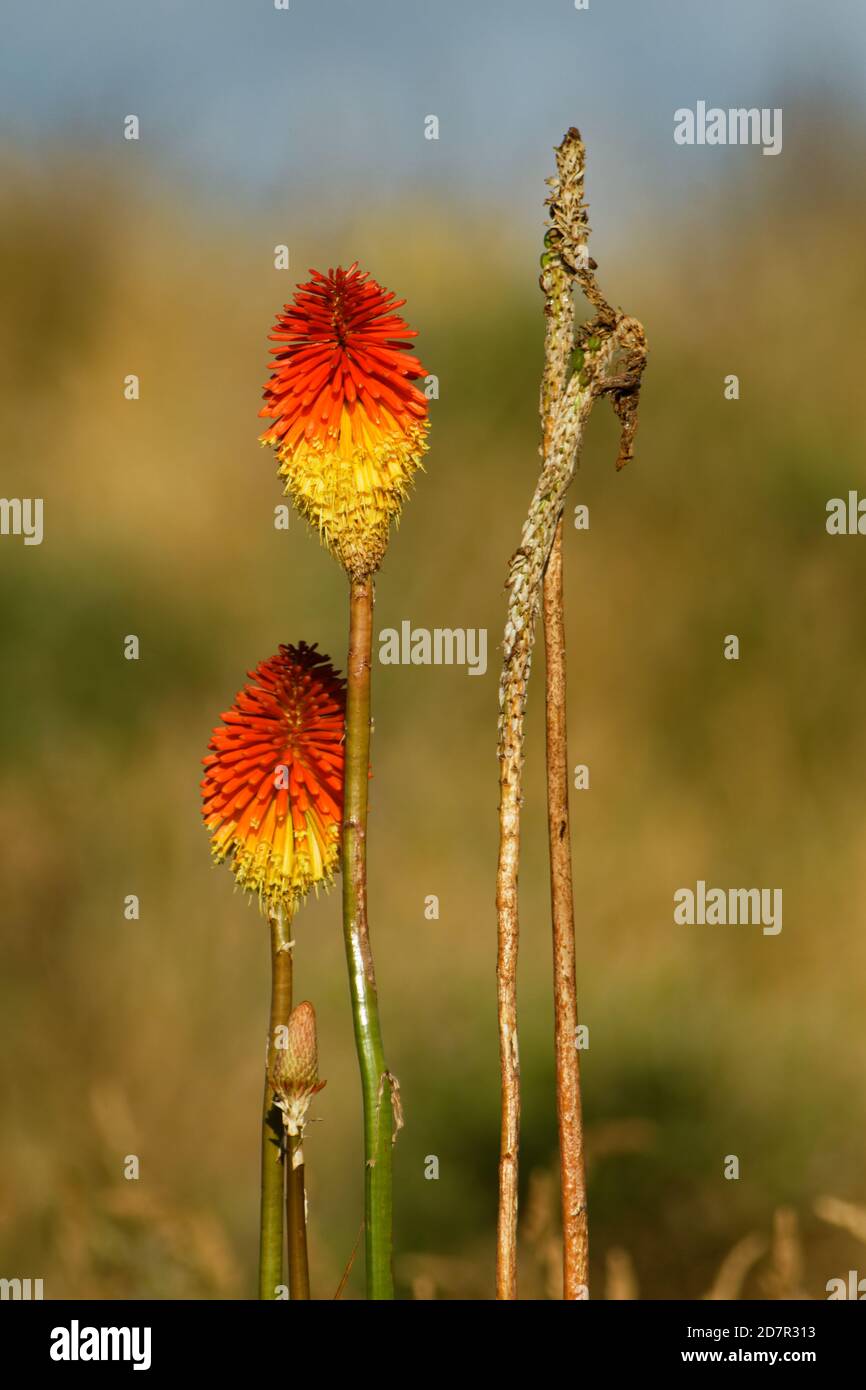 Plant Red-hot-poker - Kniphofia uvaria species of flowering plant in family Asphodelaceae, also known as tritomea, torch lily or red hot poker, due to Stock Photo