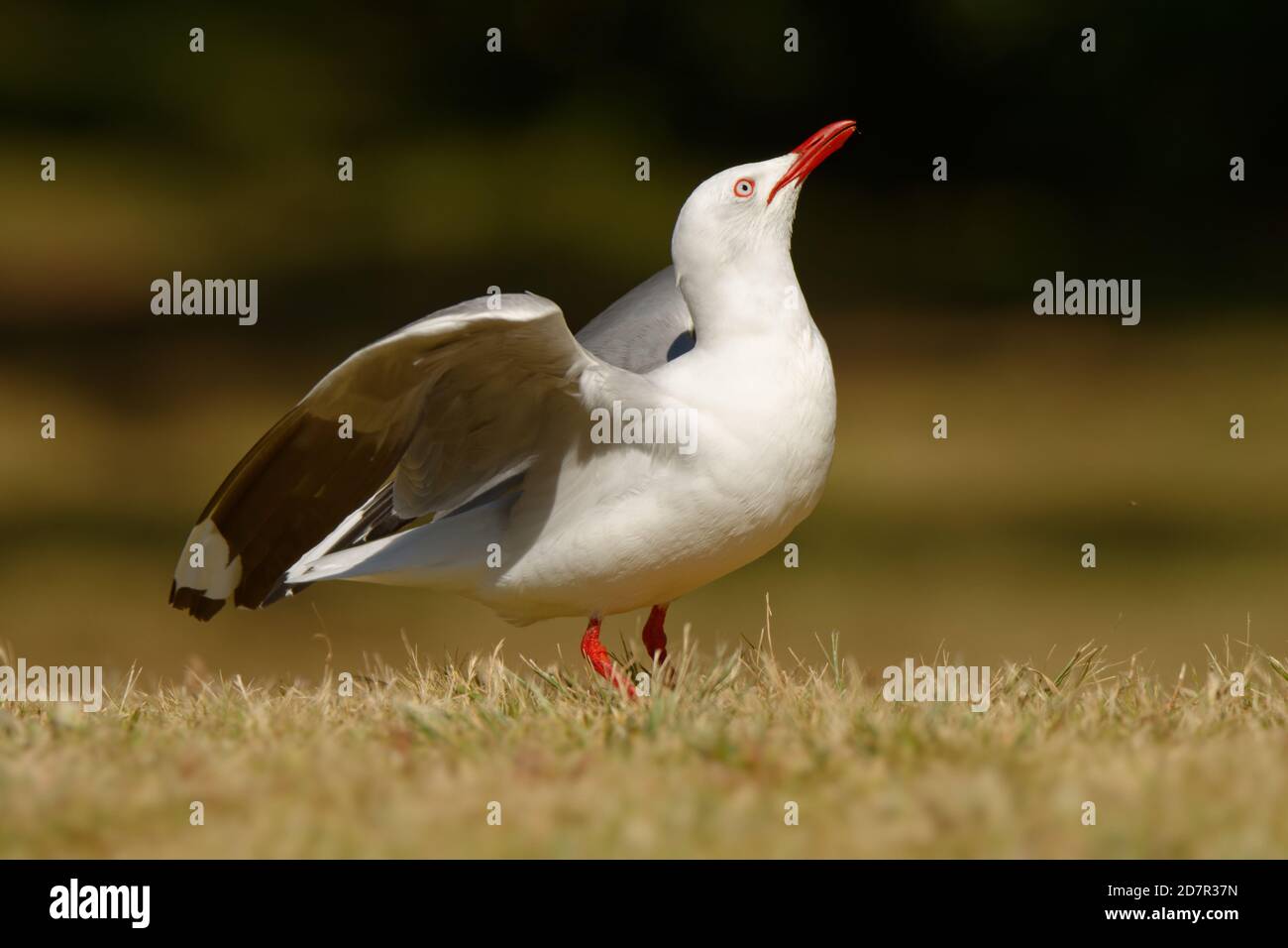 Red-billed Gull - Chroicocephalus scopulinus also Mackerel or Dolphin Gull, native of New Zealand, Maori name of this species is Tarapunga or Akiaki. Stock Photo