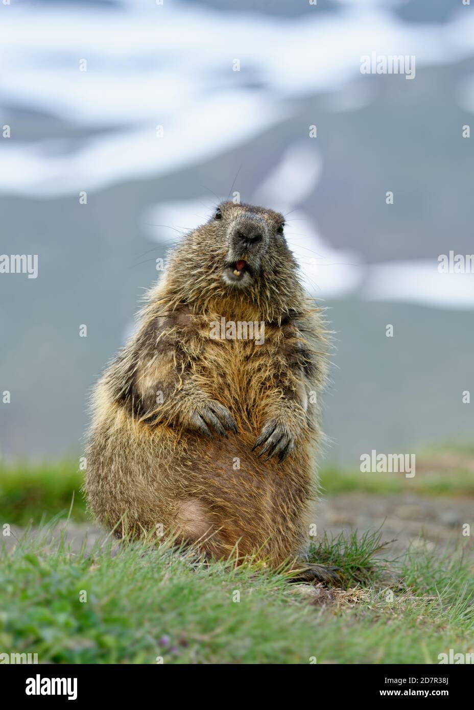 The alpine marmot (Marmota marmota) on the alpine meadow