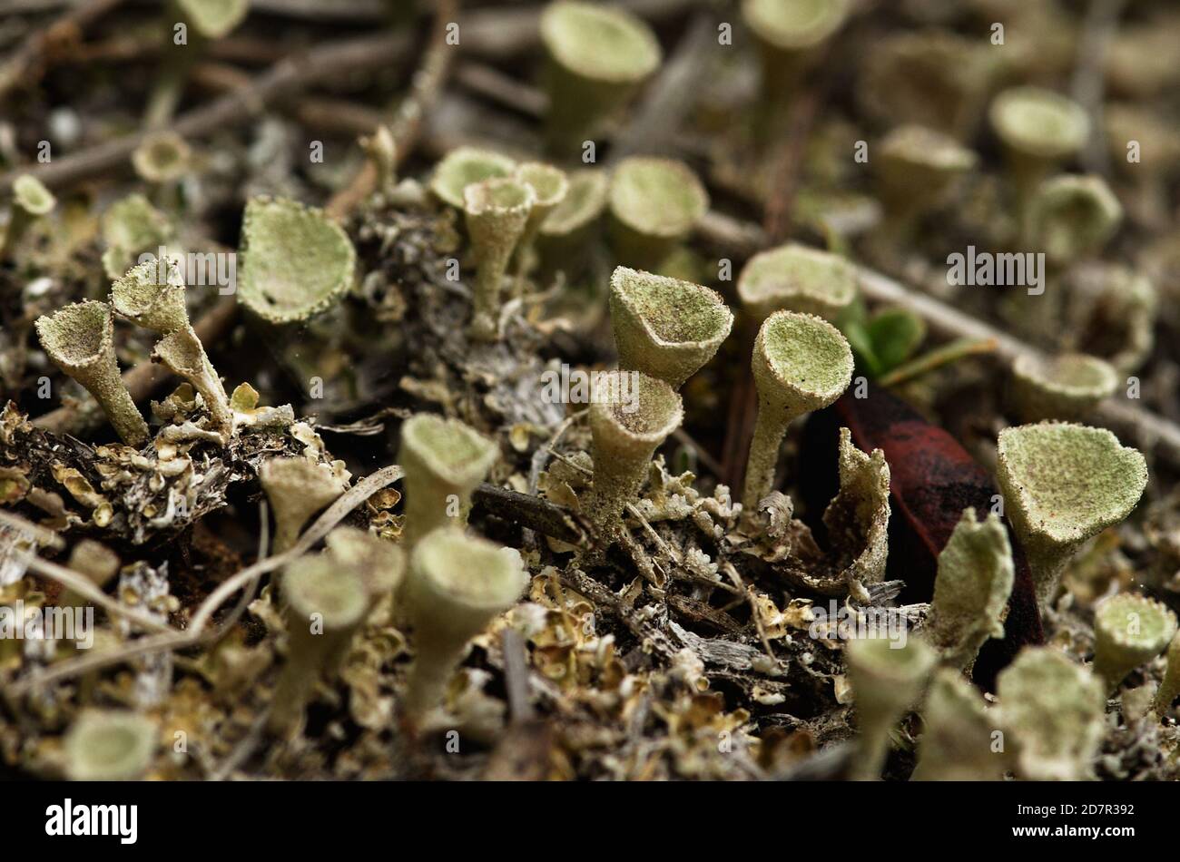 Light green podetia organs of Trumpet lichen, aka Cup lichen (Cladonia fimbriata) full of soredia granules. Parque Natural da Arrabida, Setubal, Portu Stock Photo