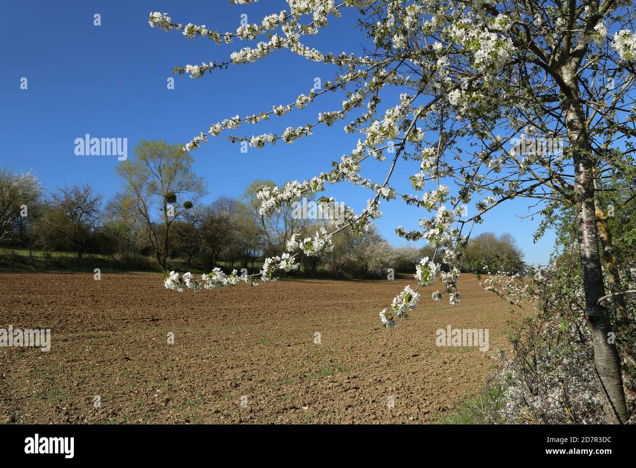 Beautiful spring landscape with flowering fruit trees Stock Photo - Alamy