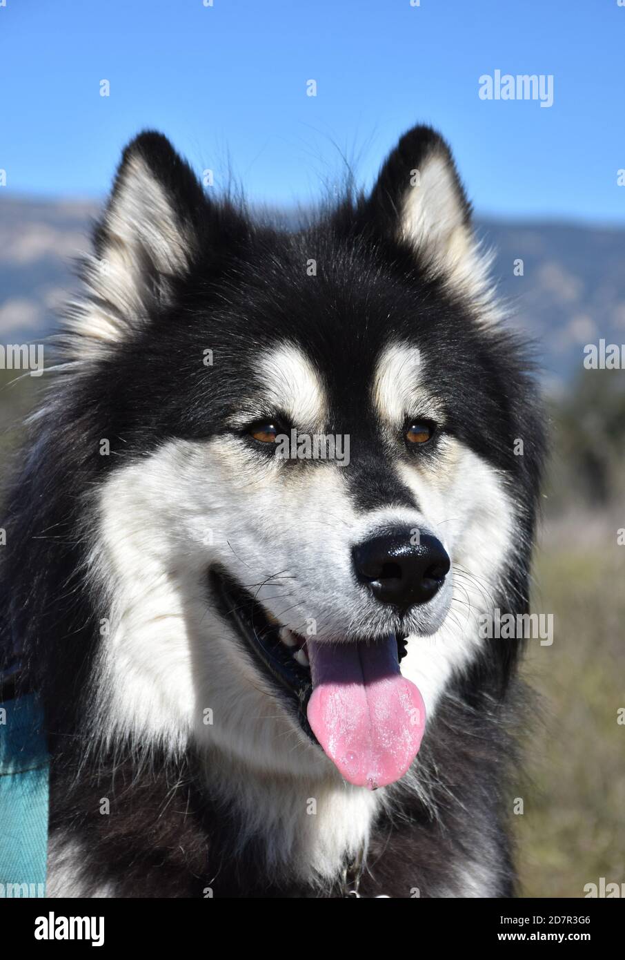 Pure Black Alaskan Malamute
